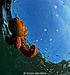 
swimming octopus by Scozio Salvatore 